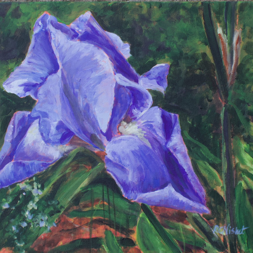 Close up of a blue iris bloom. There is greenery and small white flowers behind it.