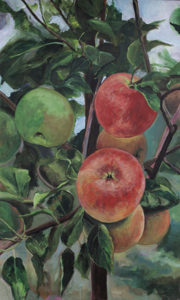 A group of red and greeen apples hanging from the branch of an apple tree.