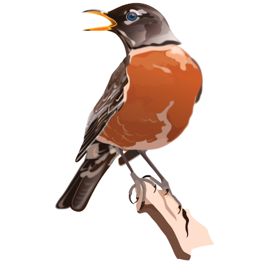 robin sitting on branch